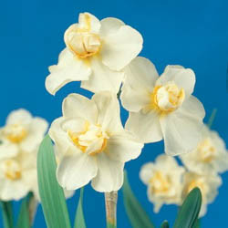 Daffodils classification, Daffodils types, Daffodils Groups, Narcissus classification, Narcissus types, Narcissus Groups, Narcissus Divisions, Daffodils Divisions